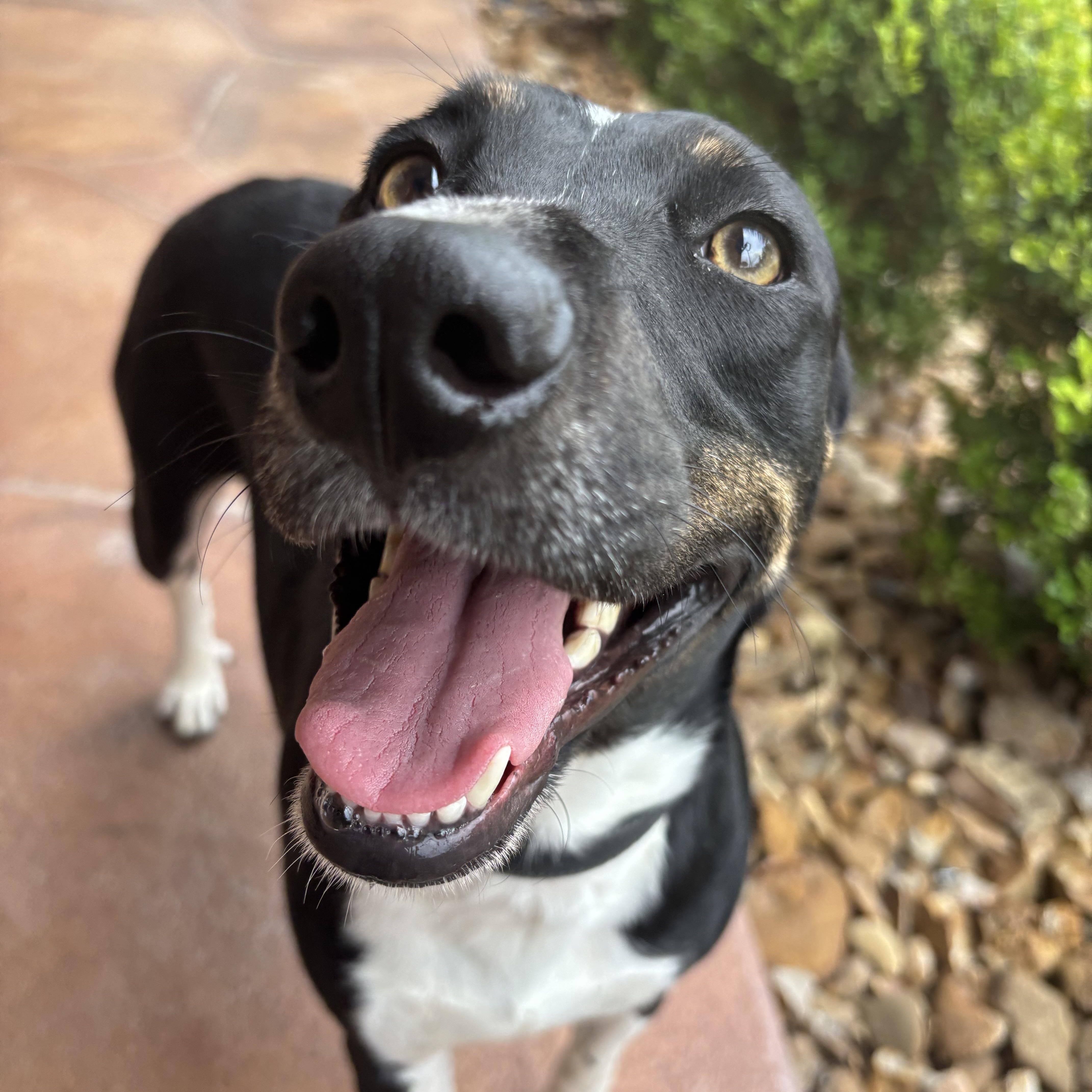 A young medium-sized female Bicolor Labrador Retriever dog named Bessie for adoption in Pearland, TX