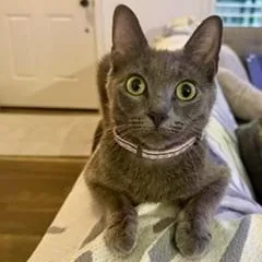 A young medium-sized female Gray / Blue / Silver Domestic Short Hair cat named Sally Savaloja for adoption in Morrison, CO