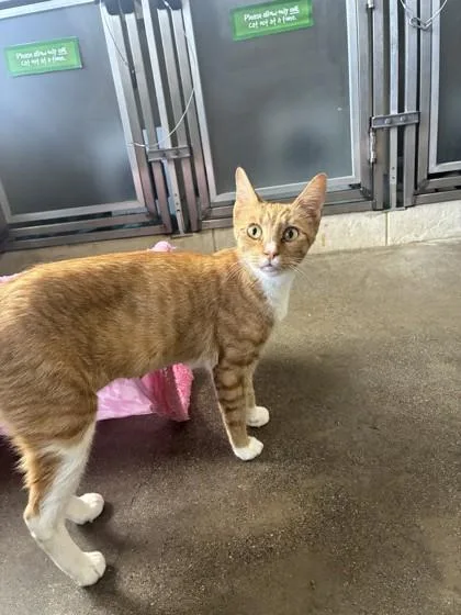 An adult medium-sized female Domestic Short Hair cat named Delphine for adoption in Honolulu, HI