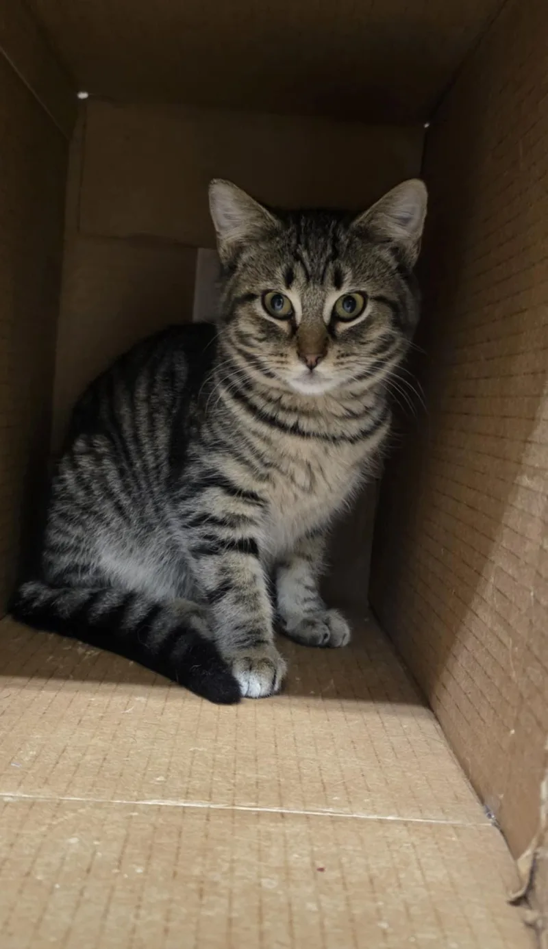 A young medium-sized male Domestic Short Hair cat named Eli for adoption in Mechanicsburg, PA