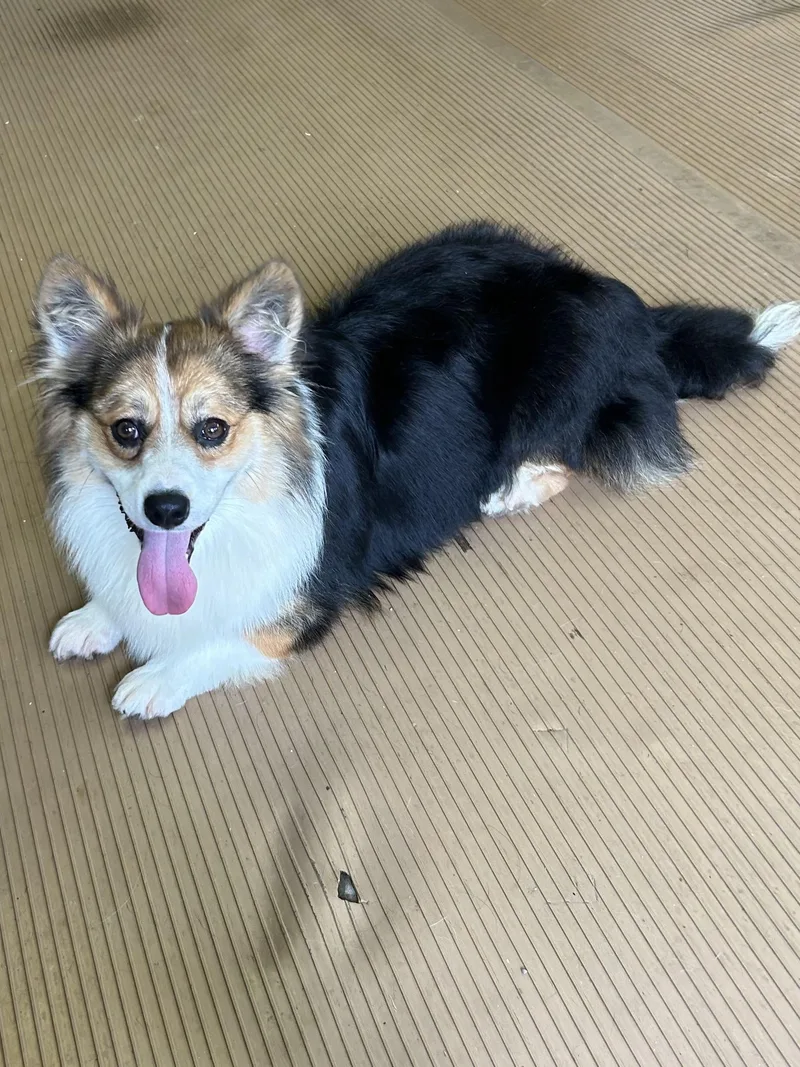 Gus