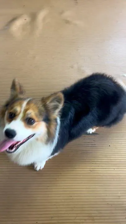 Gus thumbnail 2