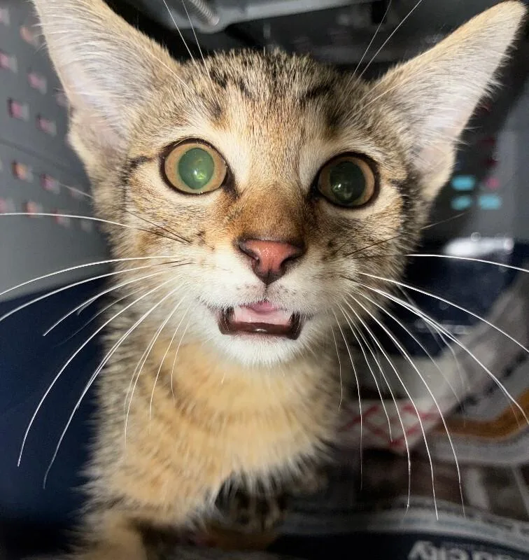 A young small-sized male Tabby (Brown / Chocolate) Domestic Short Hair cat named Bug for adoption in Cincinnati, OH