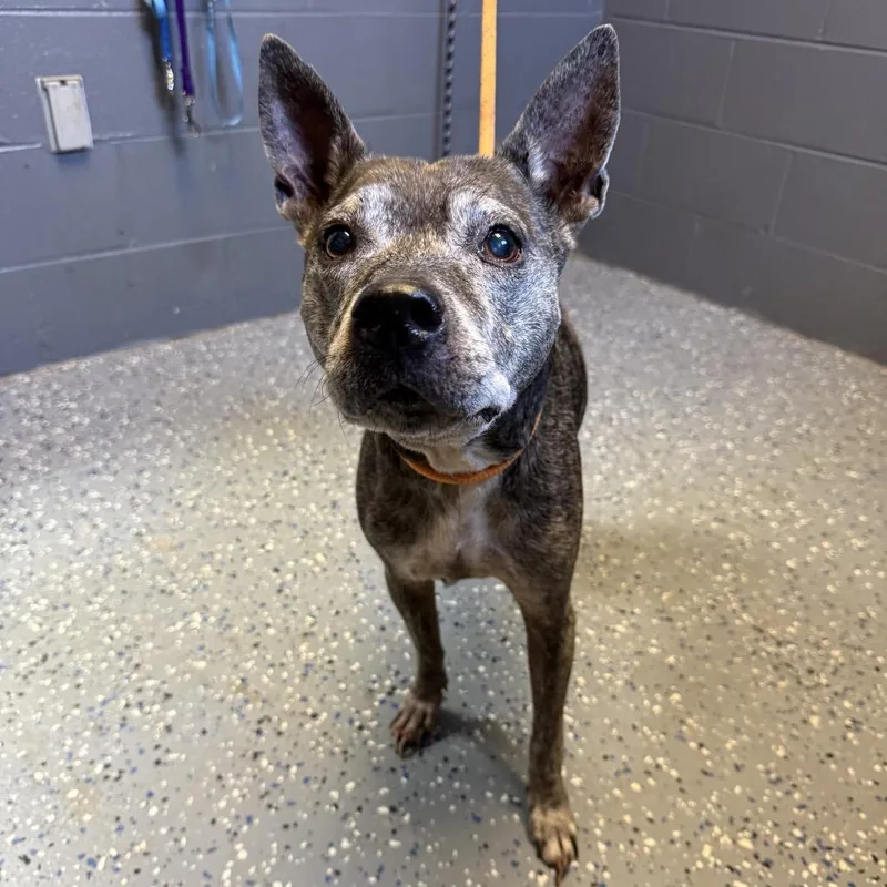 A senior medium-sized female Brindle Terrier dog named TUSCStray for adoption in Tuscaloosa, AL