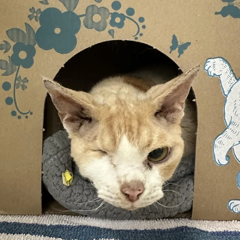 Oliver thumbnail 2