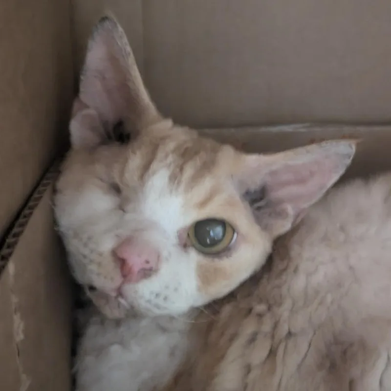 Oliver thumbnail 3
