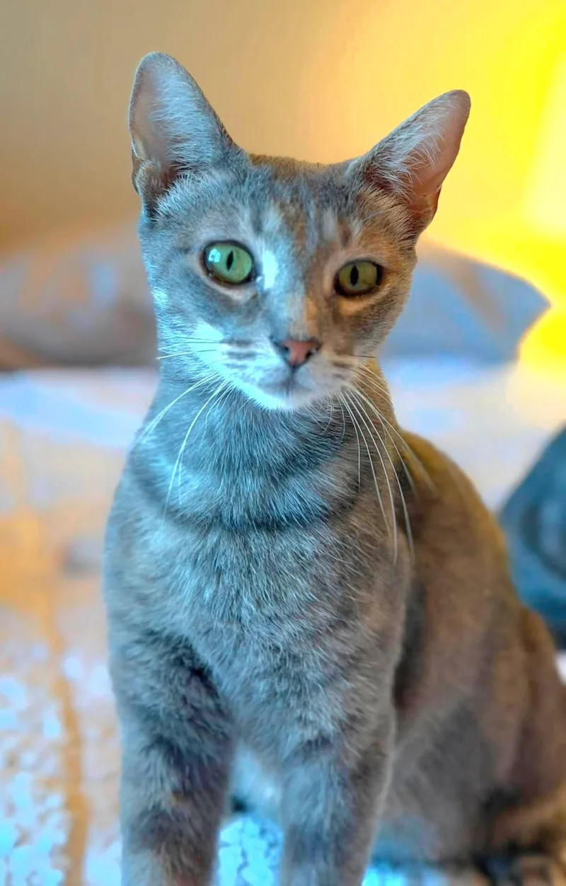 A young medium-sized female Tabby (Gray / Blue / Silver) Domestic Short Hair cat named Citra for adoption in Houston, TX