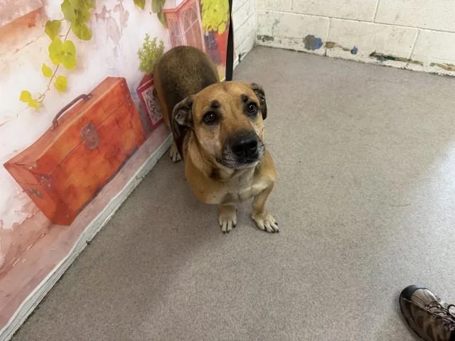 An adult large-sized male German Shepherd Dog dog named Maximus for adoption in San Bernardino, CA