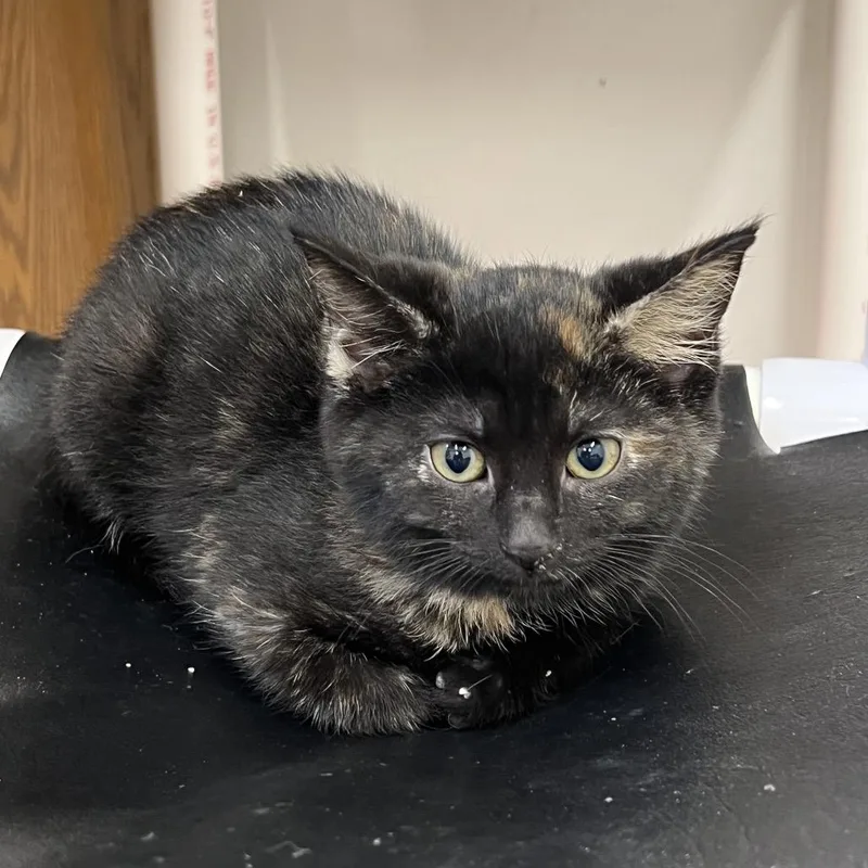 A baby small-sized female Tortoiseshell Domestic Short Hair cat named Vicky for adoption in Delaware, OH