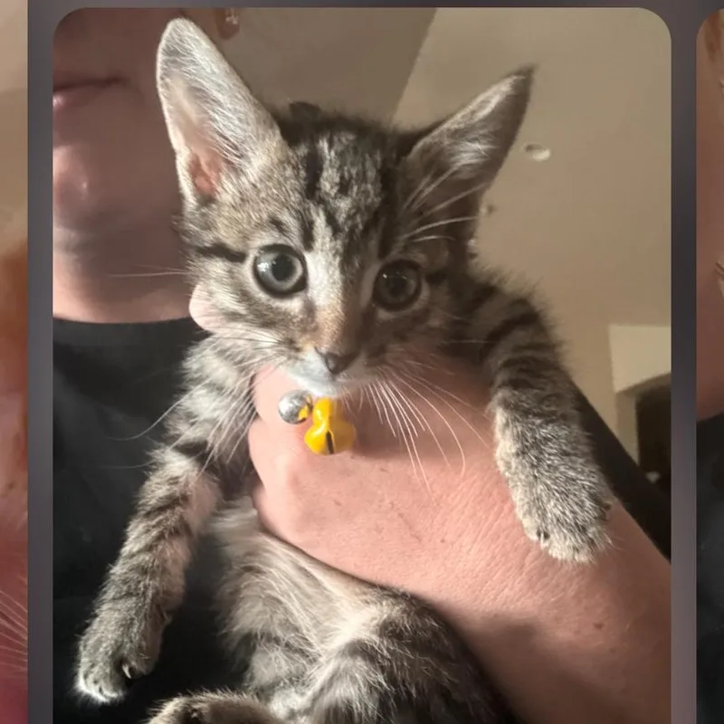 A baby small-sized male Brown / Chocolate Domestic Short Hair cat named Ducky for adoption in Layton, UT