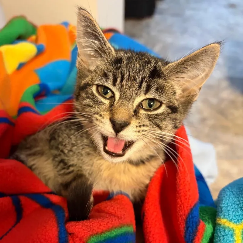 A baby small-sized male Brown / Chocolate Domestic Short Hair cat named Drax for adoption in Waldorf, MD