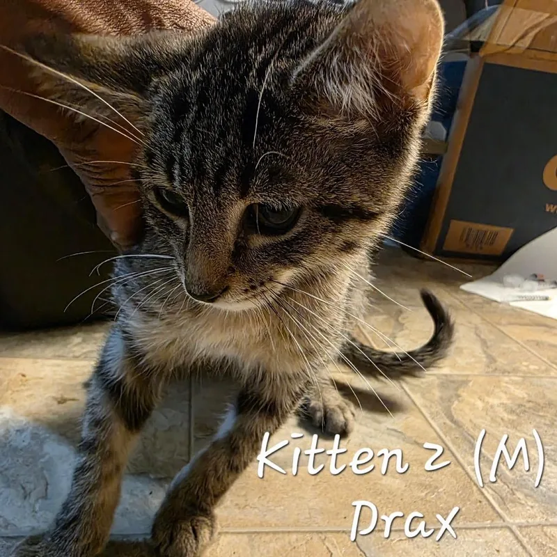 Drax thumbnail 3