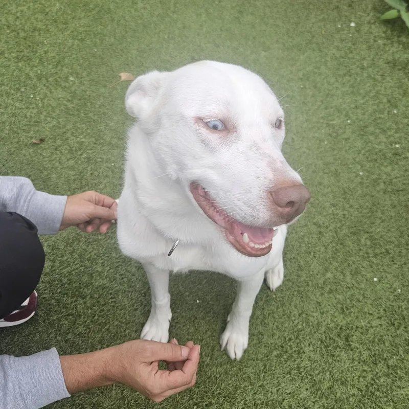 A young medium-sized female Husky dog named Bell for adoption in Fall River, MA