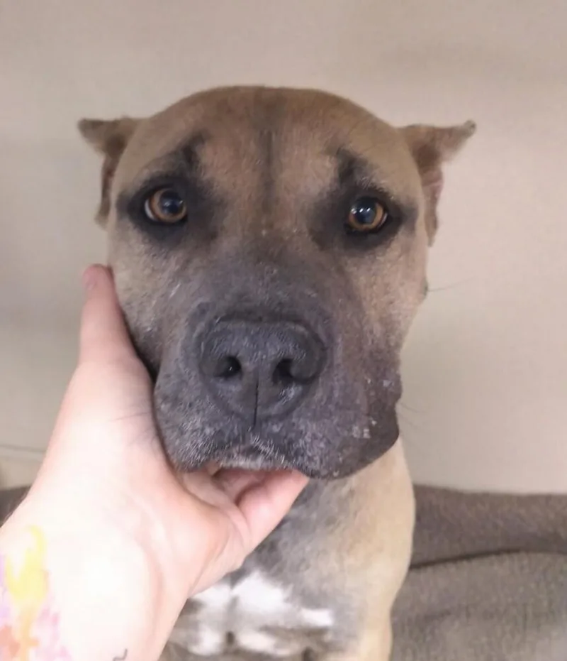 An adult medium-sized female Pit Bull Terrier dog named Sage for adoption in Evergreen, CO