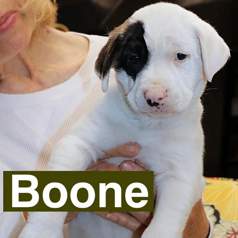 A baby medium-sized male White / Cream Hound dog named Boone for adoption in Potomac, MD