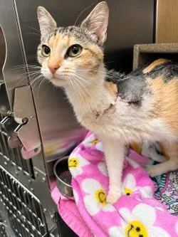A baby medium-sized female Domestic Short Hair cat named Hestia for adoption in Independence, MO