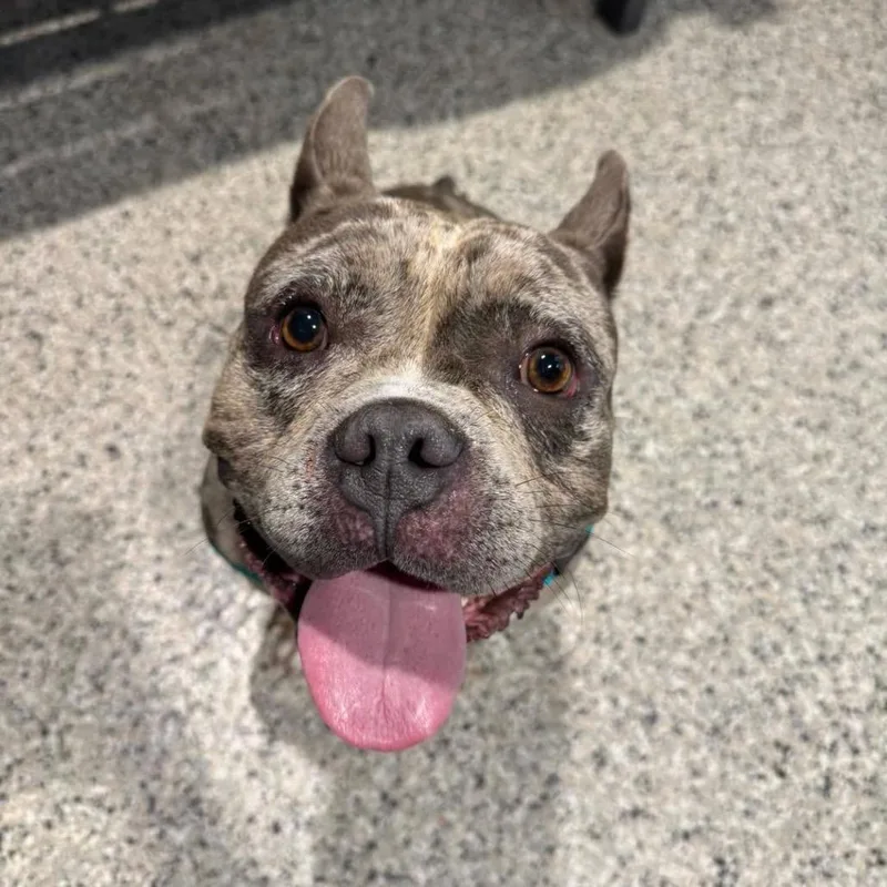 An adult medium-sized male Gray / Blue / Silver English Bulldog dog named Norman for adoption in Northville, MI