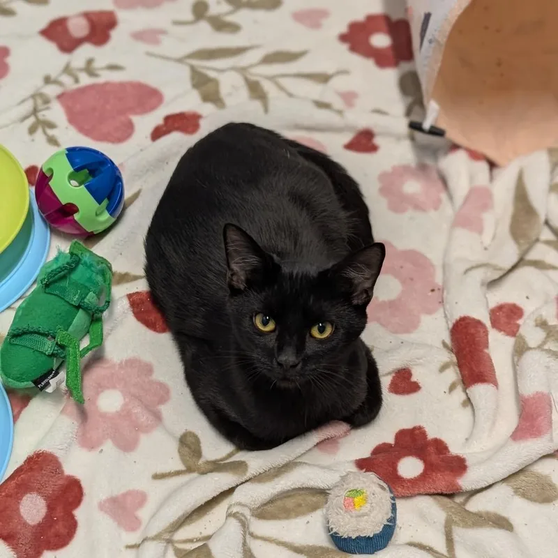 A baby medium-sized male Domestic Short Hair cat named Mr. Pibb for adoption in Cape Girardeau, MO