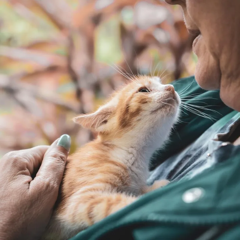 A baby small-sized male Orange / Red Domestic Short Hair cat named Squinty for adoption in Pahoa, HI