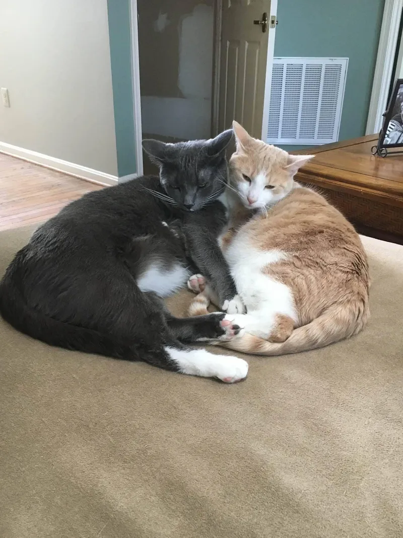 An adult extra large-sized male Domestic Short Hair cat named Mittens and Bilbo for adoption in Fairfax, VA