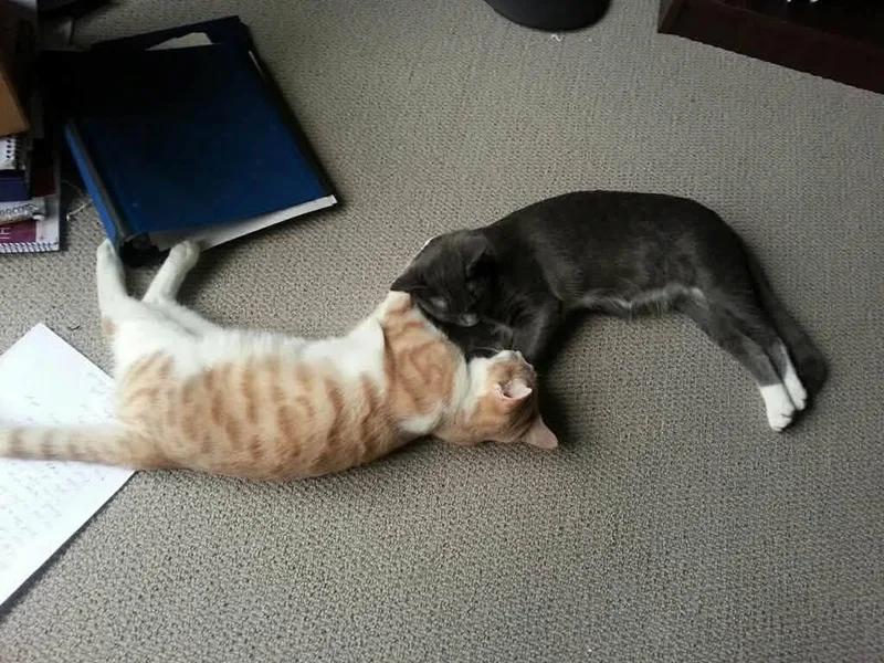 Mittens and Bilbo thumbnail 2