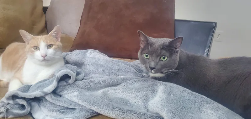 Mittens and Bilbo thumbnail 4
