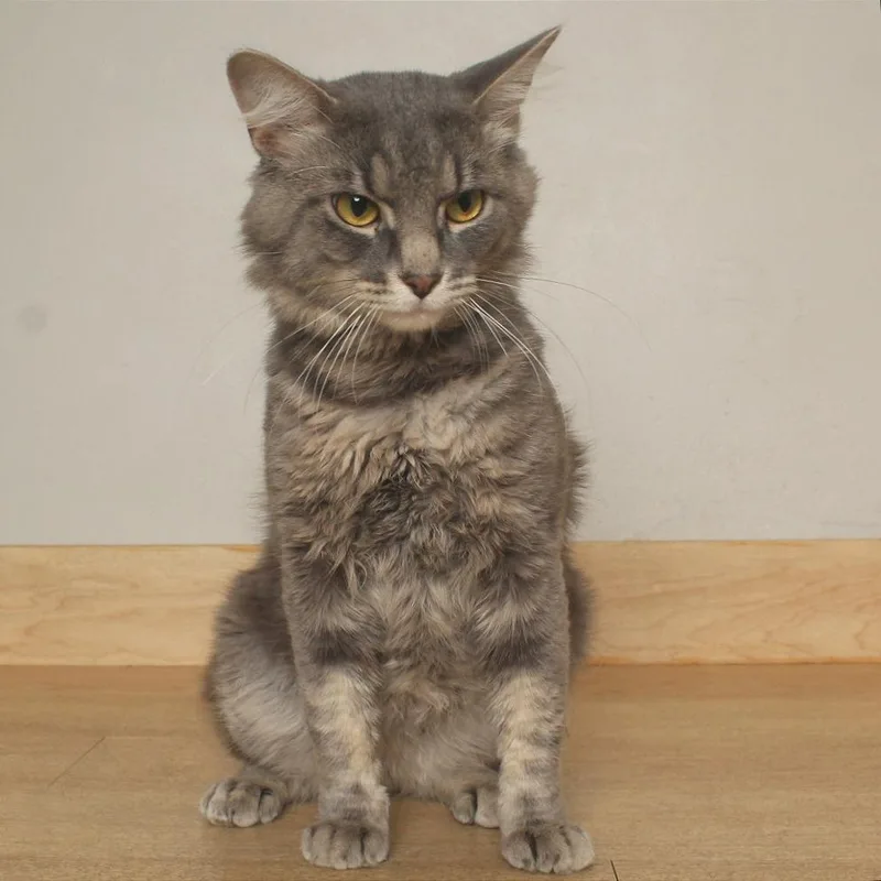 A young medium-sized male Gray / Blue / Silver Domestic Short Hair cat named Typo C for adoption in Minnetonka, MN