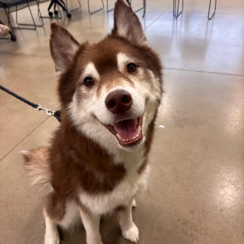 An adult medium-sized male Husky dog named Neeko for adoption in York, PA