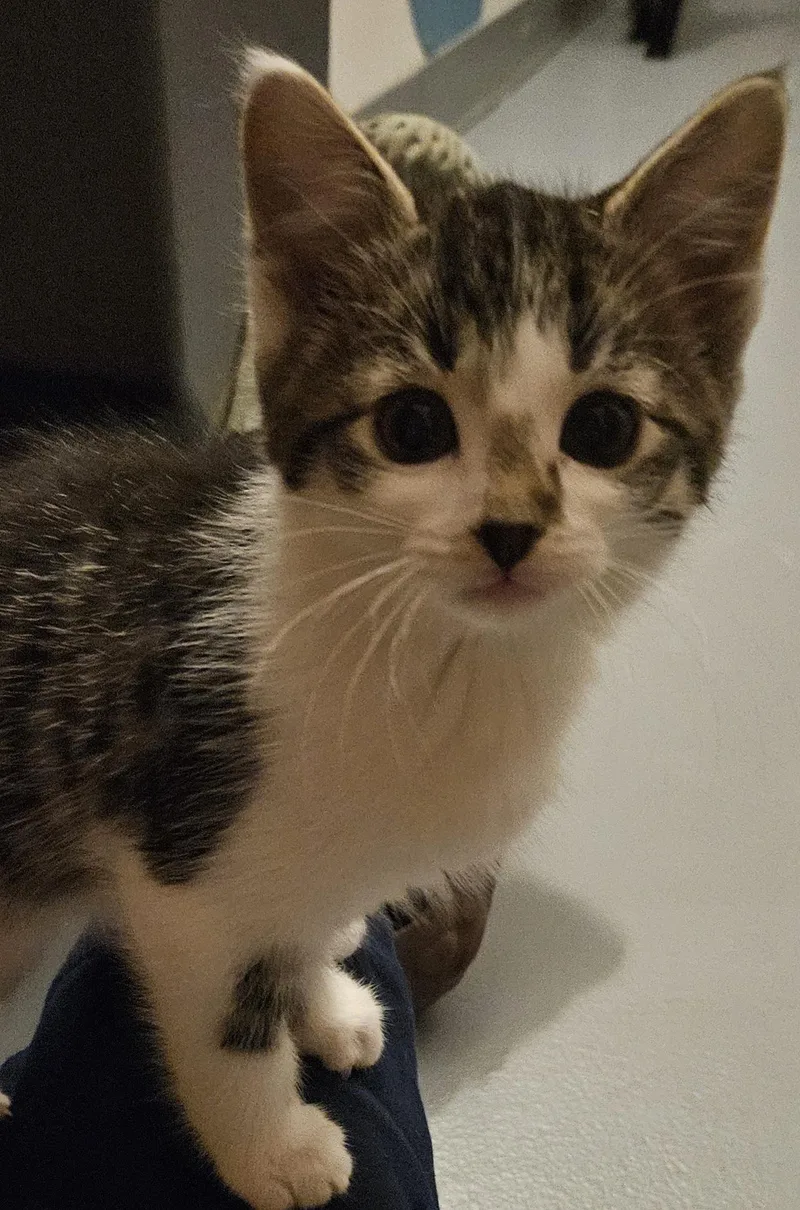 A young medium-sized female Tabby (Brown / Chocolate) Domestic Short Hair cat named Hazelnut for adoption in Washburn, WI