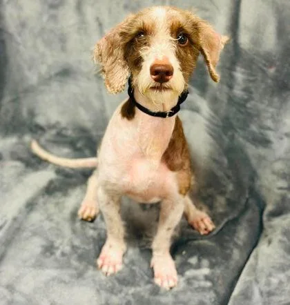 An adult medium-sized male Mixed Breed dog named Little Boy Blue for adoption in West Chester, PA
