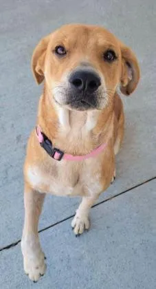 An adult large-sized female Mixed Breed dog named Little Ann for adoption in Beatrice, NE