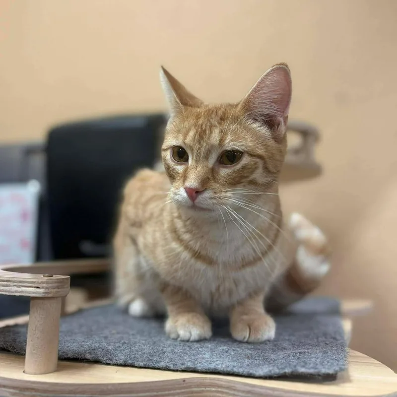 Logan Lee thumbnail 2