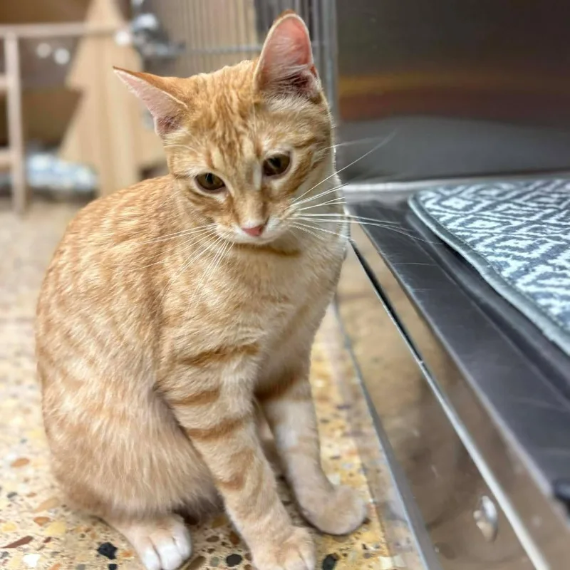 Logan Lee thumbnail 3