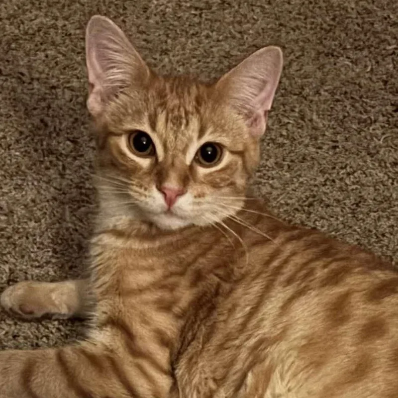 Logan Lee thumbnail 4