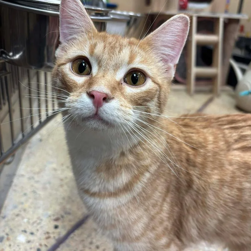 Logan Lee thumbnail 5