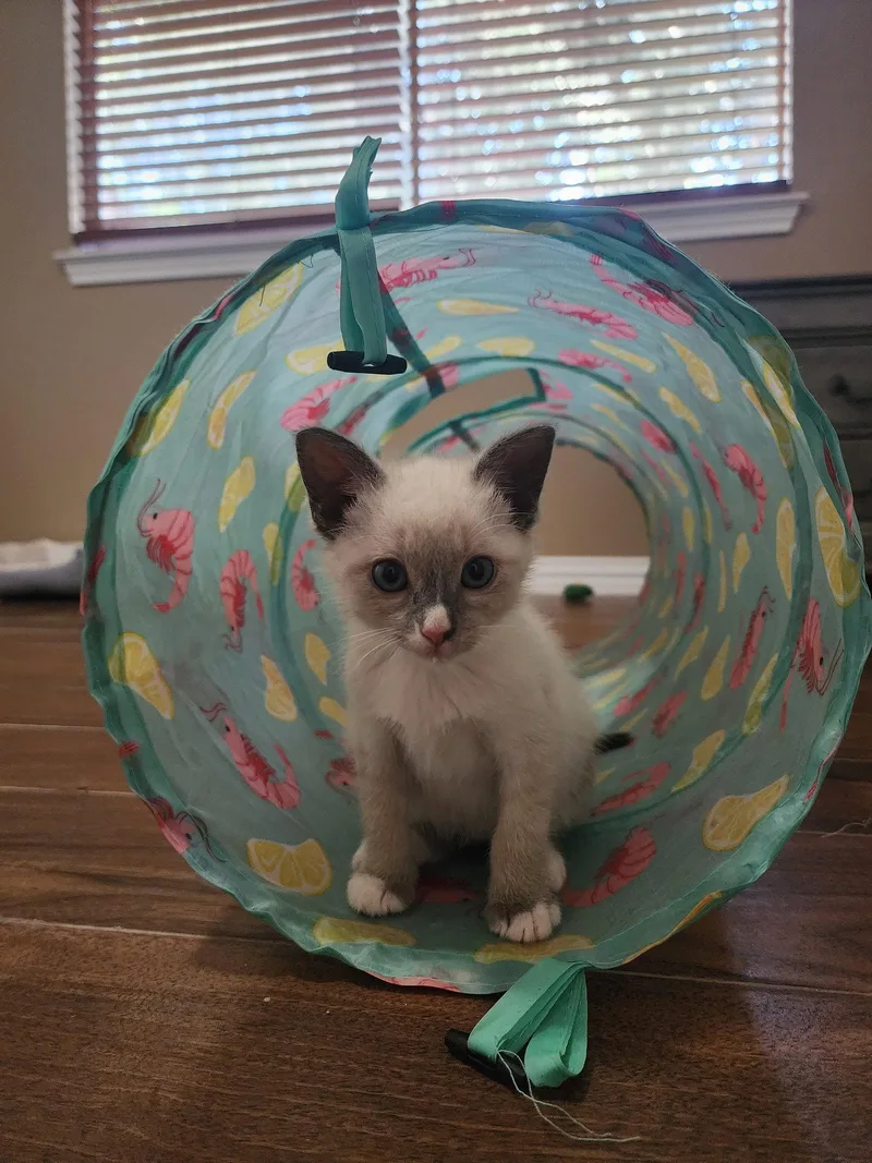 A baby medium-sized male Buff & White Siamese cat named Maltie for adoption in Rosenberg, TX