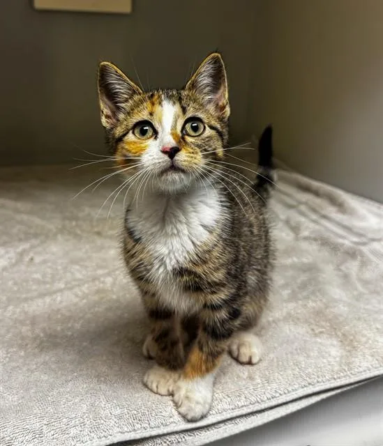 A baby small-sized female Domestic Short Hair cat named Siracha for adoption in Statesville, NC