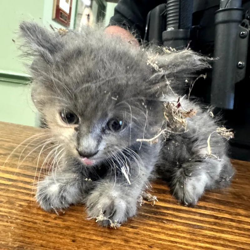 A baby small-sized female Gray / Blue / Silver Domestic Medium Hair cat named Postit for adoption in Columbus, GA