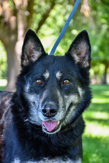 An adult large-sized female Siberian Husky dog named Leilei for adoption in Yakima, WA