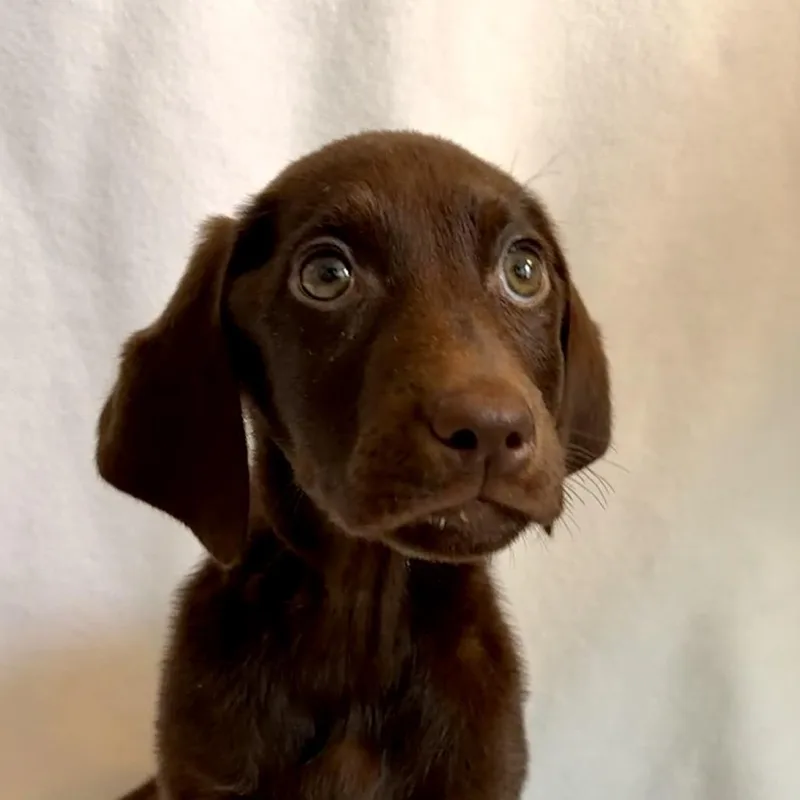A baby large-sized female Brown / Chocolate Chocolate Labrador Retriever dog named Hazel for adoption in Jacksonville, FL