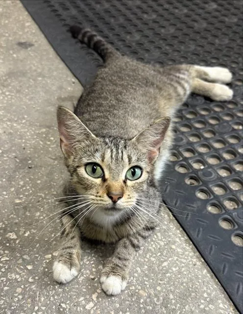 A young small-sized female Domestic Short Hair cat named Connie for adoption in San Antonio, TX