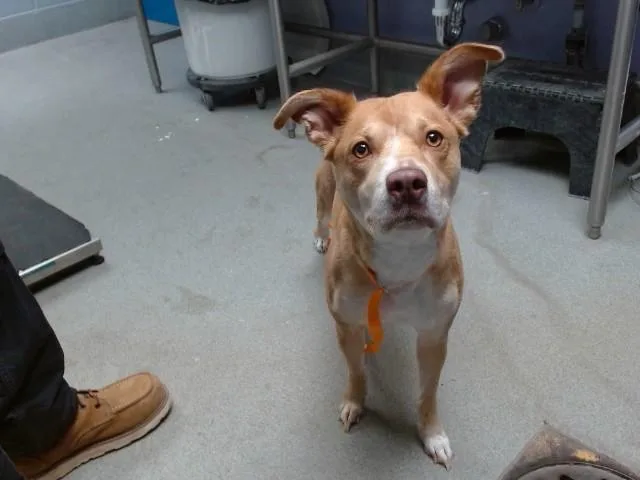 An adult medium-sized female Labrador Retriever dog named Pua for adoption in Albuquerque, NM
