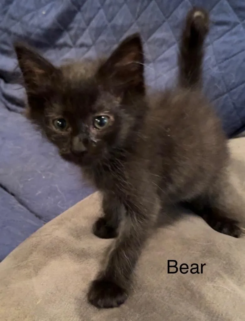A baby medium-sized female Domestic Short Hair cat named Bear for adoption in Johnson City, TN