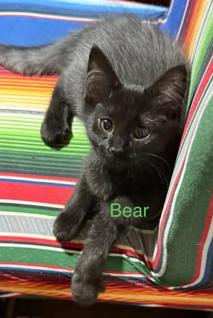 Bear thumbnail 2