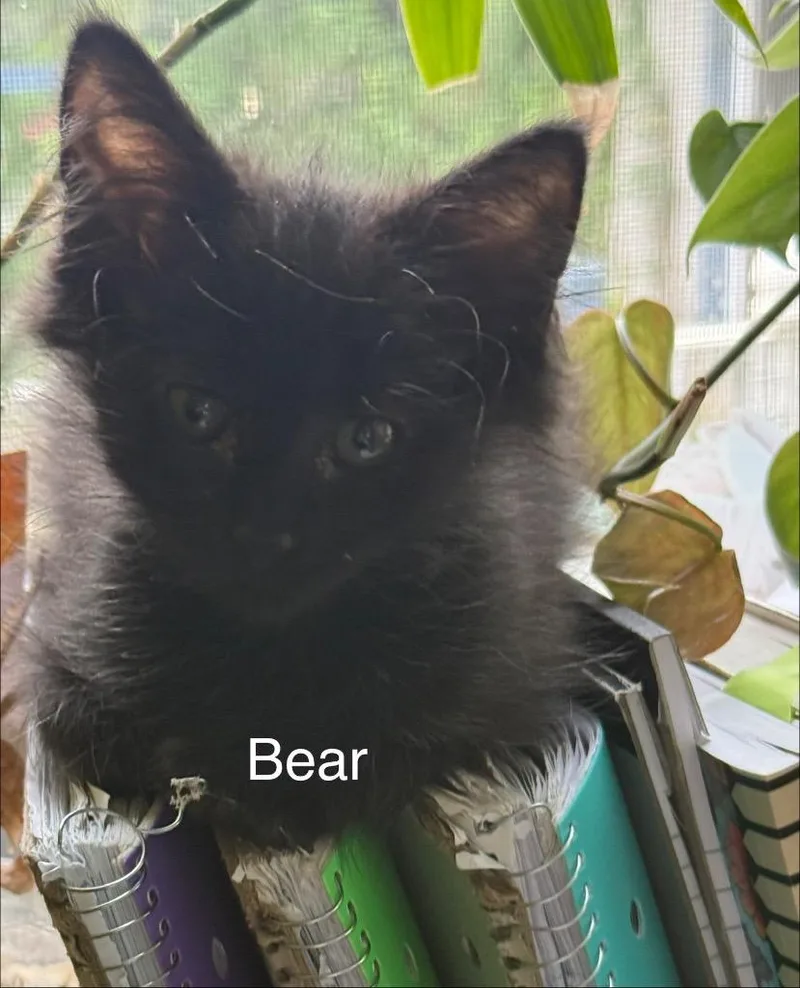 Bear thumbnail 4