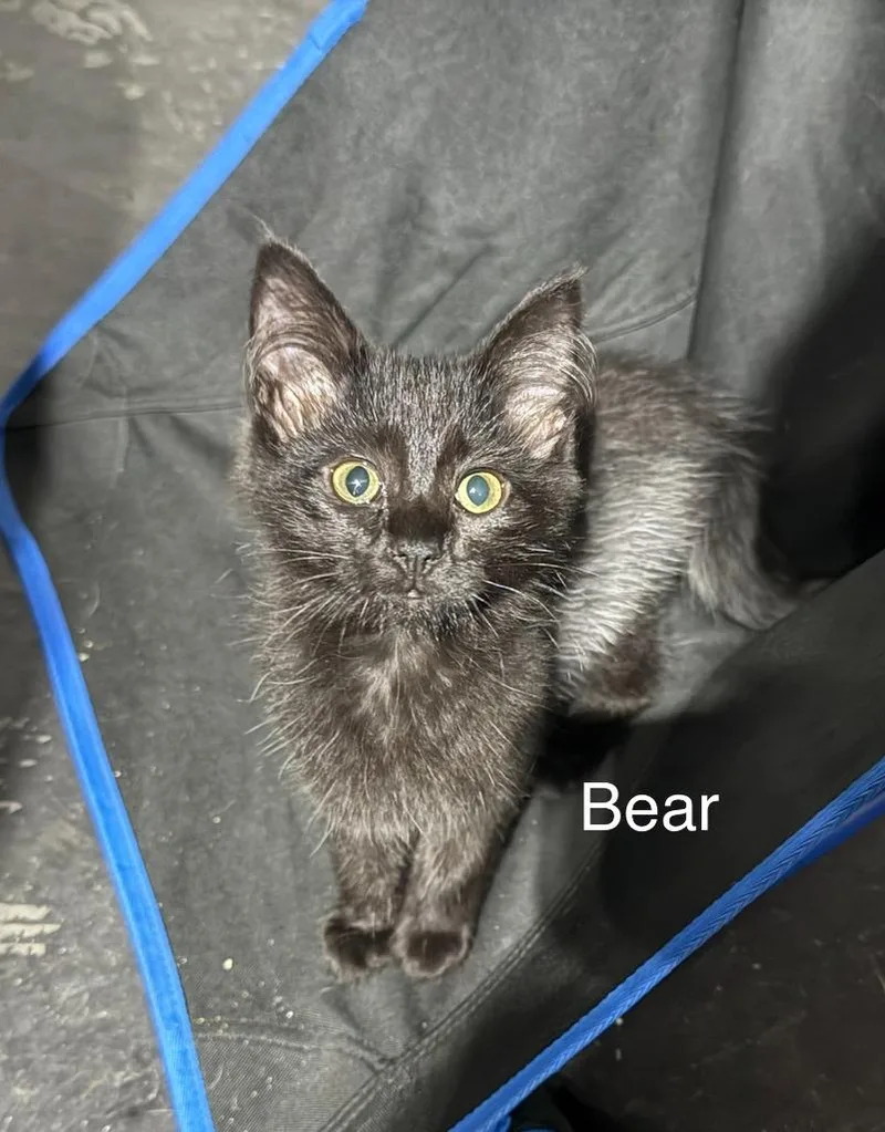 Bear thumbnail 5