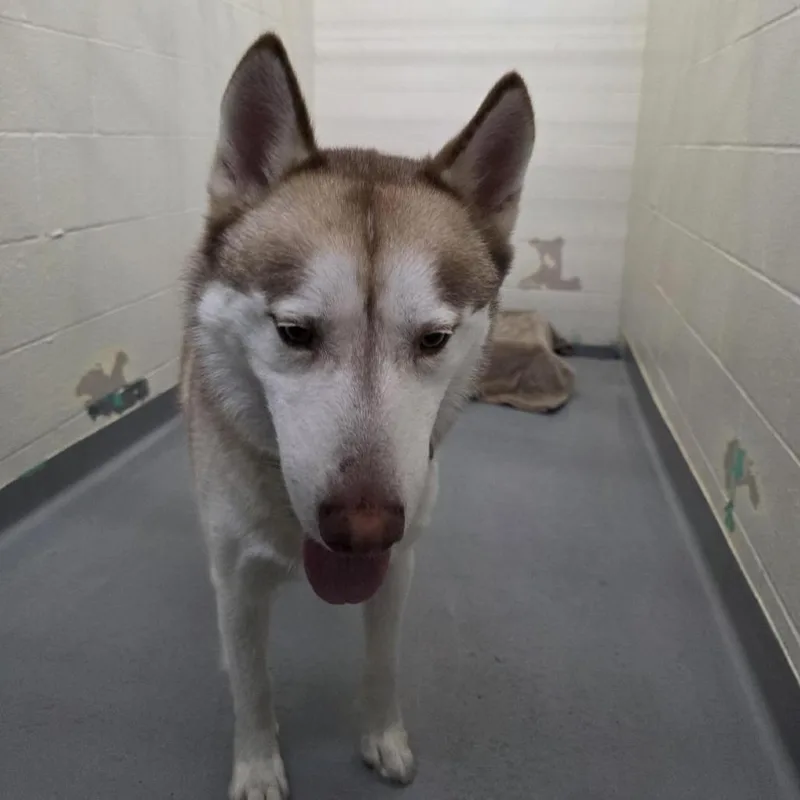 An adult large-sized male Husky dog named Niko for adoption in Tacoma, WA