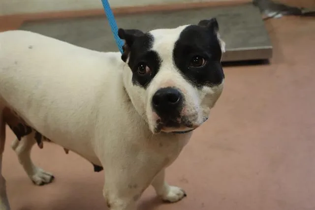 An adult medium-sized female Mixed Breed dog named Ari for adoption in Columbia, SC