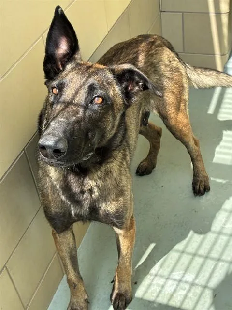 An adult medium-sized female Belgian Shepherd / Malinois dog named Lucy for adoption in Riverside, CA