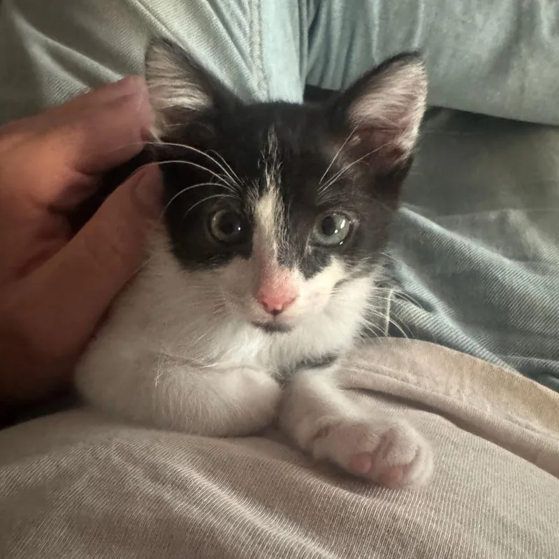 A baby small-sized female Domestic Short Hair cat named Roonroonlulu for adoption in Los Angeles, CA